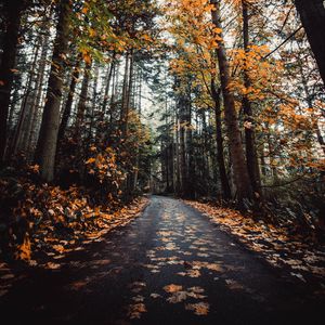 Preview wallpaper alley, autumn, road, trees