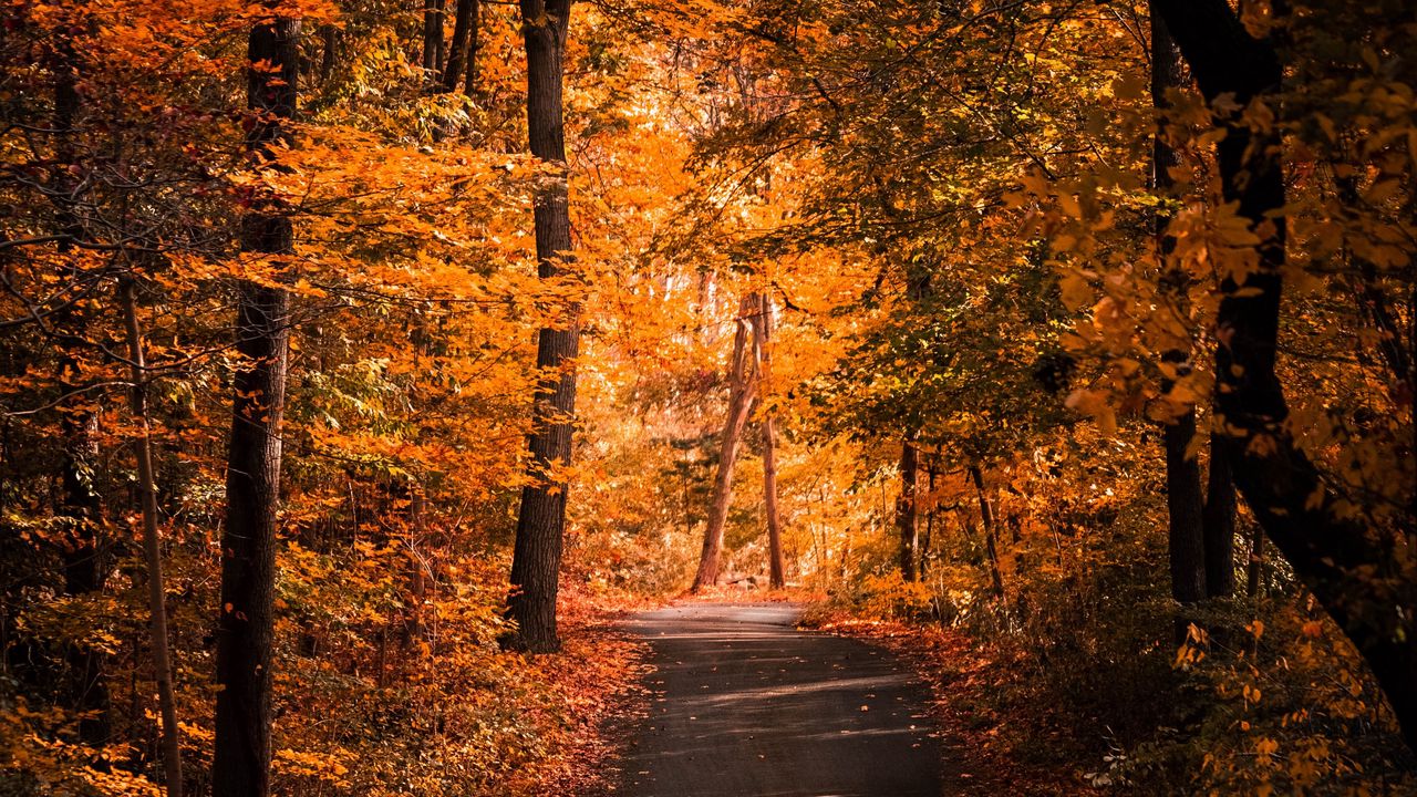 Wallpaper alley, autumn, trees, path, foliage