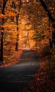 Preview wallpaper alley, autumn, trees, path, foliage