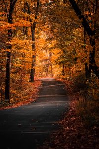 Preview wallpaper alley, autumn, trees, path, foliage