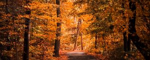 Preview wallpaper alley, autumn, trees, path, foliage