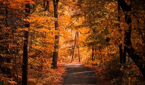 Preview wallpaper alley, autumn, trees, path, foliage