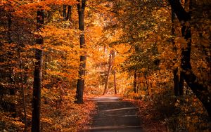 Preview wallpaper alley, autumn, trees, path, foliage