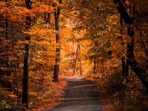 Preview wallpaper alley, autumn, trees, path, foliage