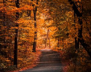 Preview wallpaper alley, autumn, trees, path, foliage