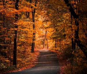 Preview wallpaper alley, autumn, trees, path, foliage