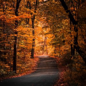 Preview wallpaper alley, autumn, trees, path, foliage