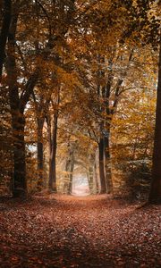 Preview wallpaper alley, autumn, trees, path, foliage, distance