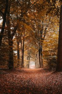 Preview wallpaper alley, autumn, trees, path, foliage, distance