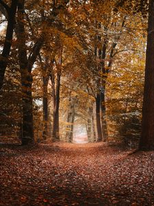 Preview wallpaper alley, autumn, trees, path, foliage, distance