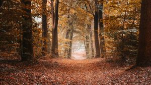 Preview wallpaper alley, autumn, trees, path, foliage, distance