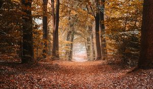 Preview wallpaper alley, autumn, trees, path, foliage, distance