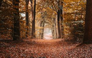 Preview wallpaper alley, autumn, trees, path, foliage, distance