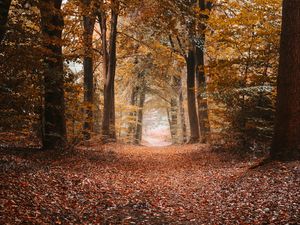 Preview wallpaper alley, autumn, trees, path, foliage, distance