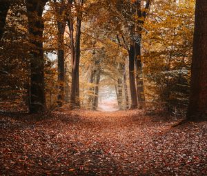 Preview wallpaper alley, autumn, trees, path, foliage, distance