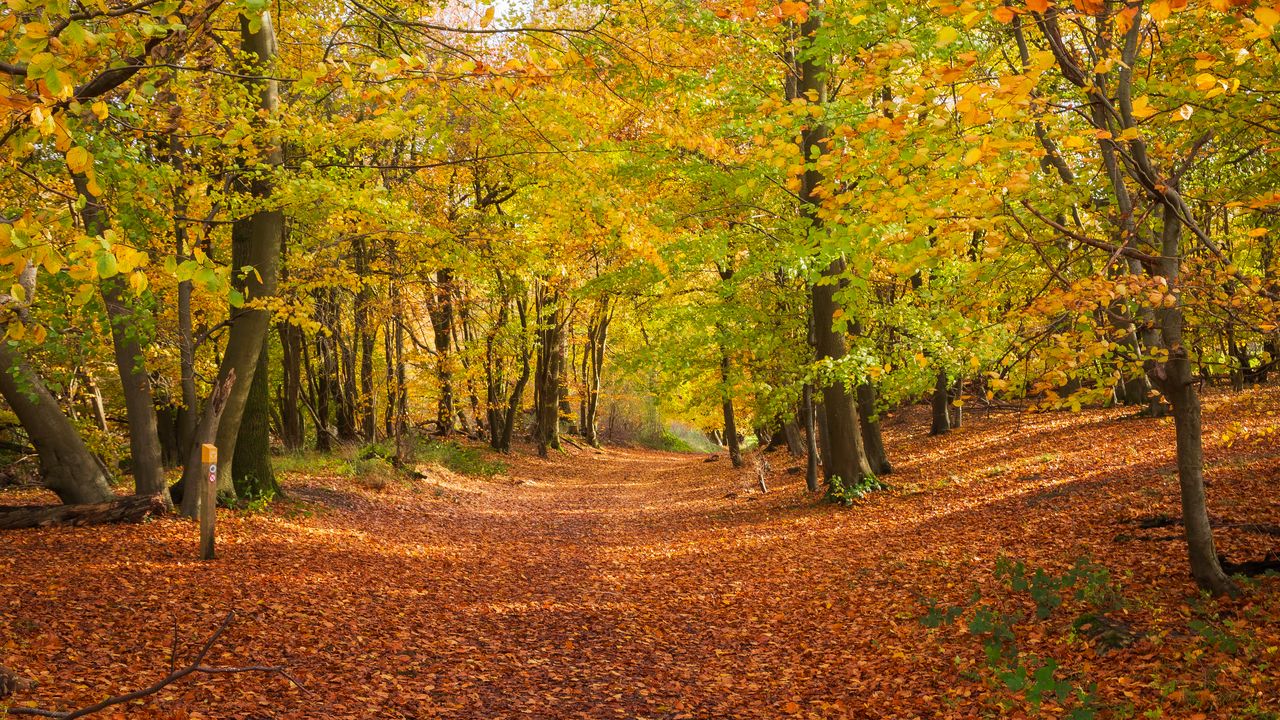 Wallpaper alley, fallen leaves, autumn, trees, landscape