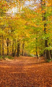 Preview wallpaper alley, fallen leaves, autumn, trees, landscape