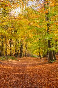 Preview wallpaper alley, fallen leaves, autumn, trees, landscape