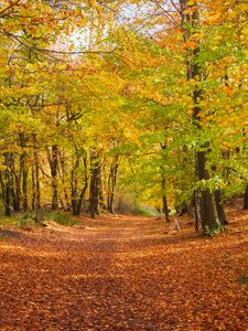 Preview wallpaper alley, fallen leaves, autumn, trees, landscape