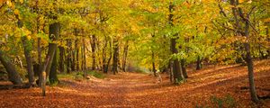 Preview wallpaper alley, fallen leaves, autumn, trees, landscape