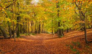 Preview wallpaper alley, fallen leaves, autumn, trees, landscape