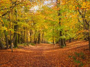 Preview wallpaper alley, fallen leaves, autumn, trees, landscape