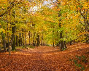 Preview wallpaper alley, fallen leaves, autumn, trees, landscape