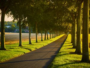 Preview wallpaper alley, path, trees, lawn