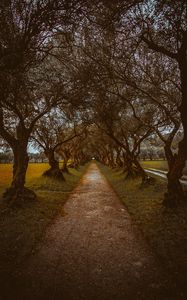 Preview wallpaper alley, path, trees, nature