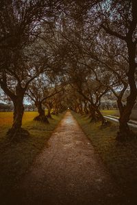 Preview wallpaper alley, path, trees, nature