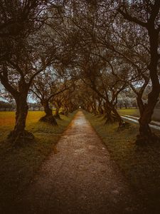 Preview wallpaper alley, path, trees, nature