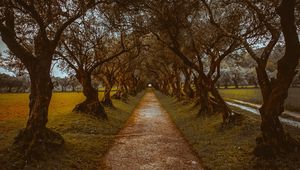 Preview wallpaper alley, path, trees, nature