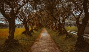 Preview wallpaper alley, path, trees, nature