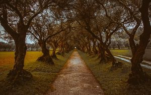 Preview wallpaper alley, path, trees, nature