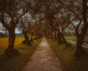 Preview wallpaper alley, path, trees, nature