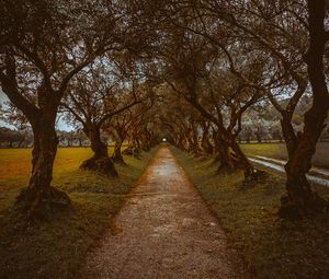 Preview wallpaper alley, path, trees, nature