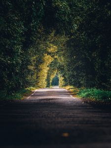 Preview wallpaper alley, path, trees, branches