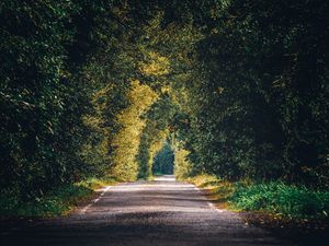 Preview wallpaper alley, path, trees, branches