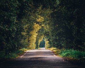 Preview wallpaper alley, path, trees, branches