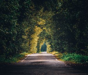 Preview wallpaper alley, path, trees, branches