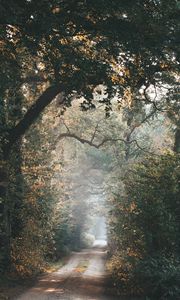 Preview wallpaper alley, path, trees, branches, rays