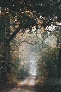 Preview wallpaper alley, path, trees, branches, rays