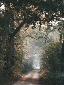 Preview wallpaper alley, path, trees, branches, rays