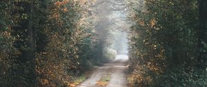 Preview wallpaper alley, path, trees, branches, rays