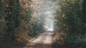 Preview wallpaper alley, path, trees, branches, rays