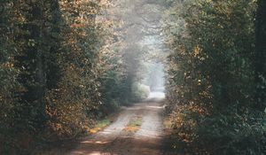 Preview wallpaper alley, path, trees, branches, rays