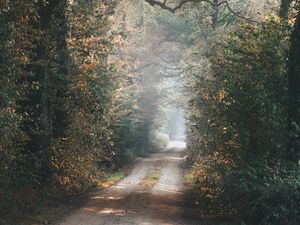 Preview wallpaper alley, path, trees, branches, rays