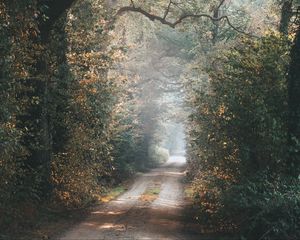 Preview wallpaper alley, path, trees, branches, rays