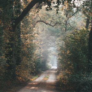 Preview wallpaper alley, path, trees, branches, rays