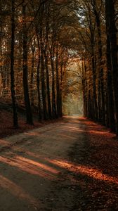 Preview wallpaper alley, path, trees, autumn, forest